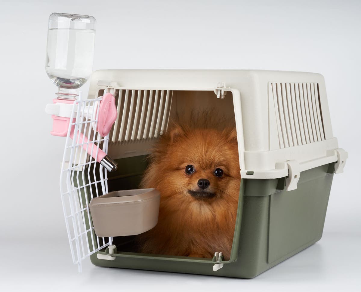 Crating a new puppy top