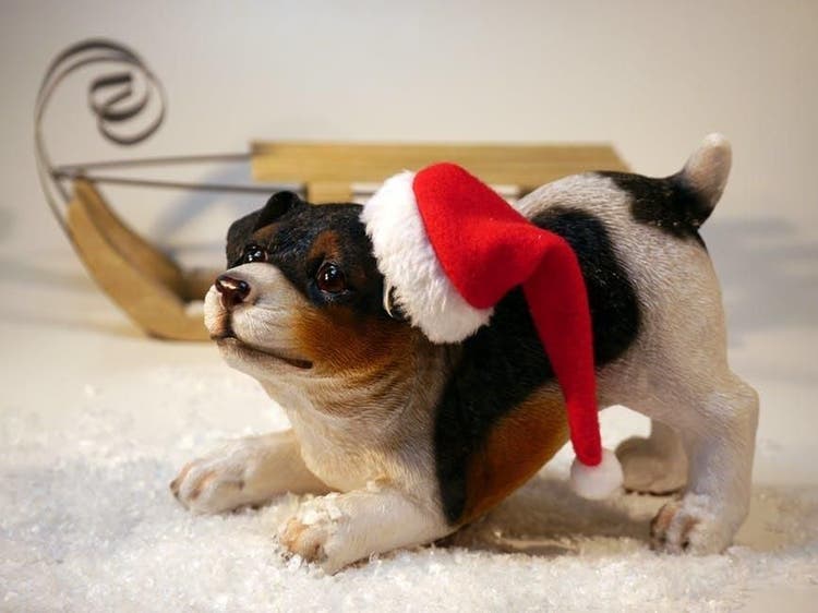 christmas puppy