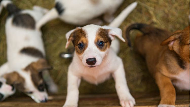 Puppy Adoption