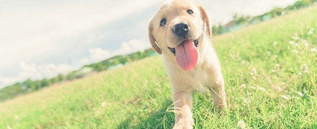 what to expect 9 month old puppy