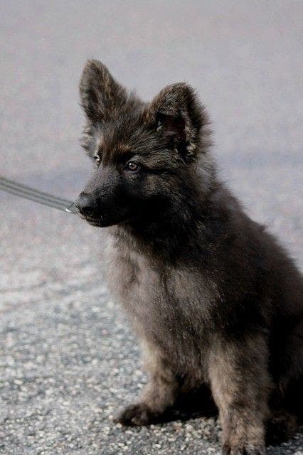 German Shepherd puppy