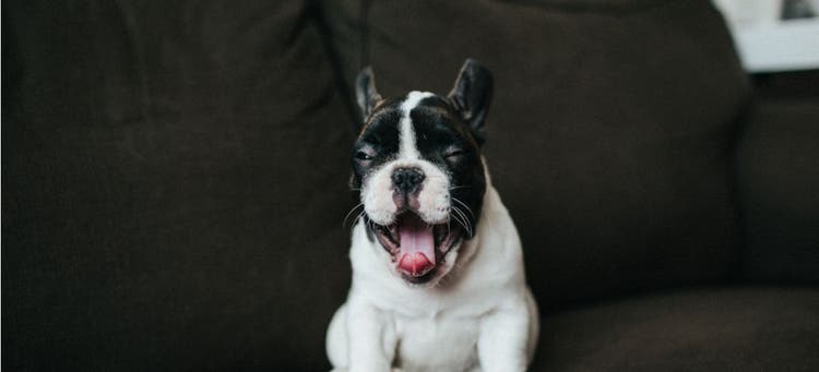 A French Bulldog puppy sneezing.