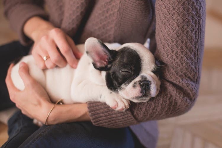 do dogs have baby teeth