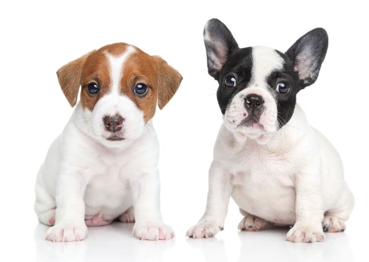 picking up your puppy