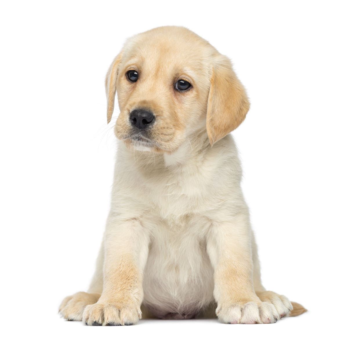 Puppy rehoming shop