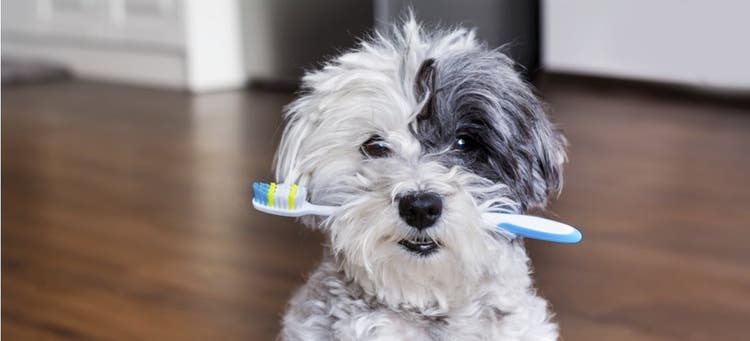 A Black and White Poodle with a toothbrush in its teeth.