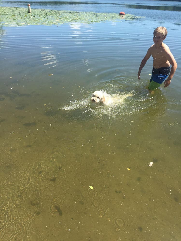 puppy social interaction