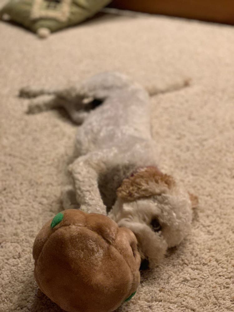 holidays with a puppy