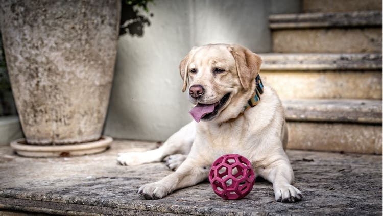 An aging dog relaxes on the porch with a ball.