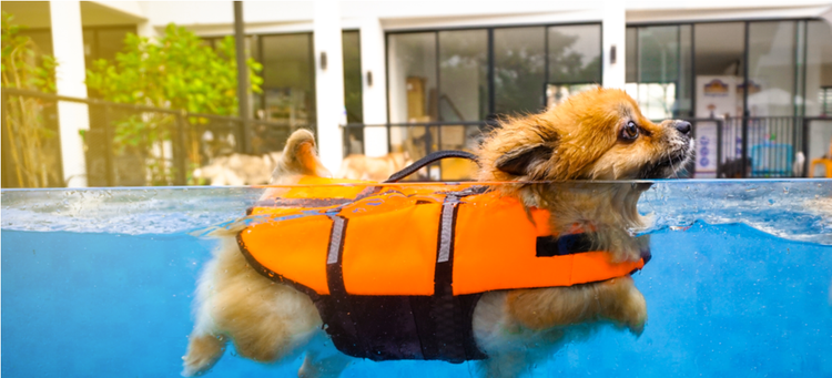 A dog life jacket keeps pups of all sizes safe in the water.