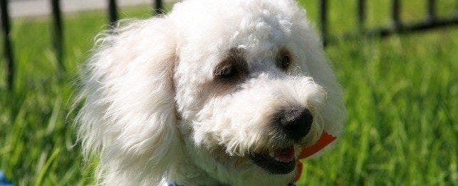 names for maltipoo dogs
