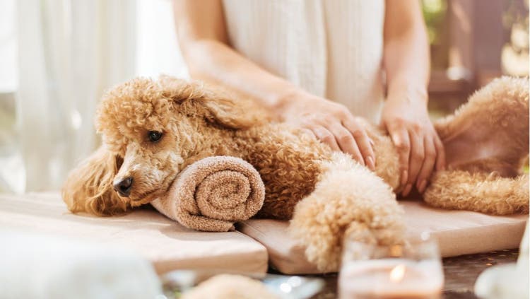 Someone massages a poodle.