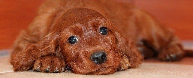 An Irish Setter lying on their stomach and looking at the camera.