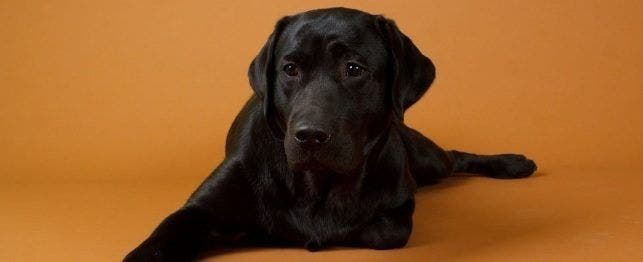 what to expect from 12 month old puppy