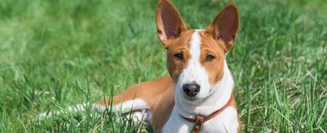 what to expect 16 week old puppy