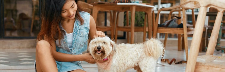 A person petting a dog AI-generated content may be incorrect.