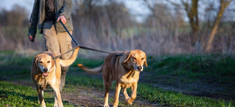 How to walk two dogs safely.