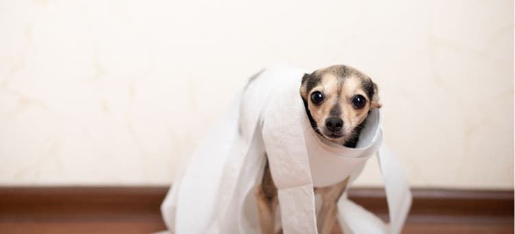 A puppy wrapped in toilet paper that is struggling with potty training.