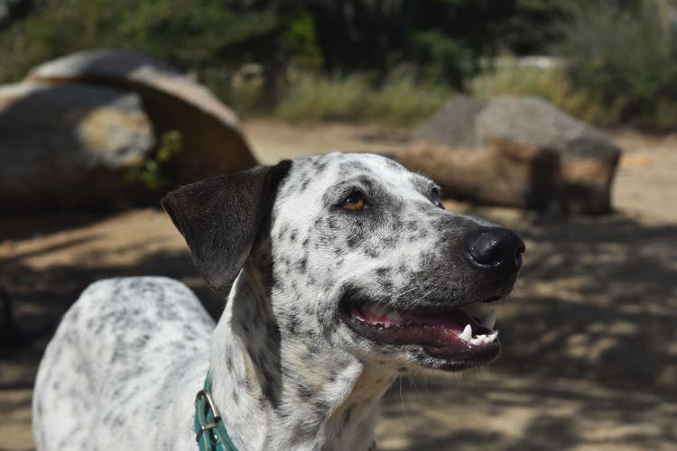 name ideas for dog with spots