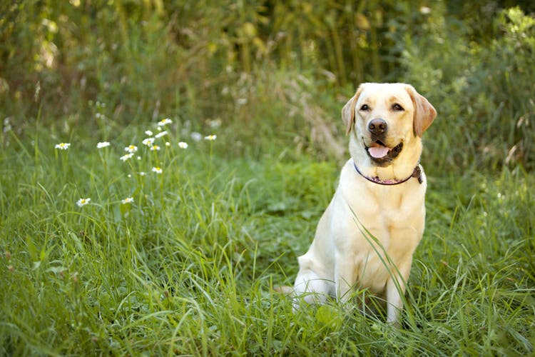 labrador retriever dog names