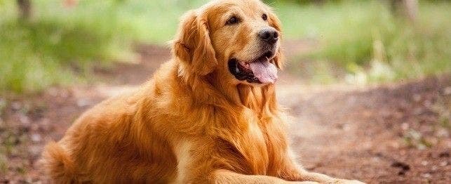 Top 10 online large breed dogs