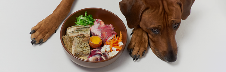 A dog next to a bowl of food AI-generated content may be incorrect.