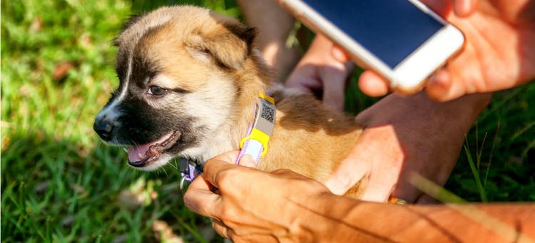 A dog wearing a collar with sleep tracking capabilities.