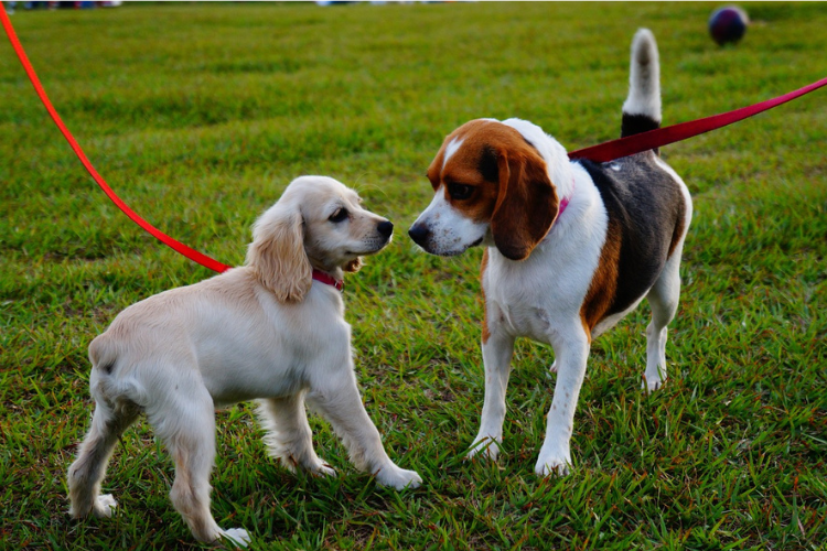 two dogs on leashes meeting each other