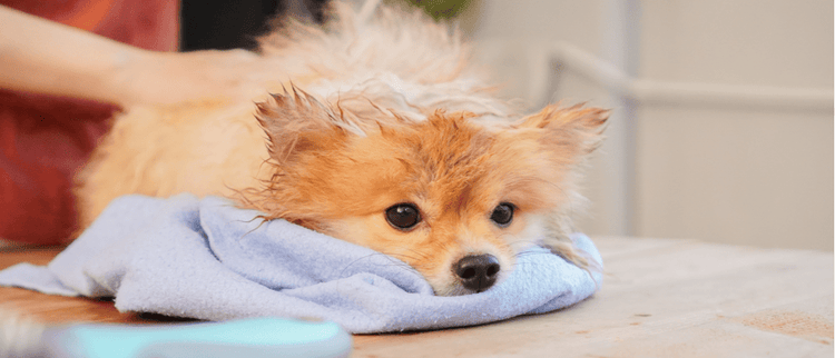 A Pomeranian dries off after a bath, which is preferred to dry shampoo.