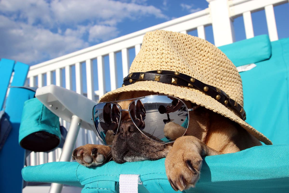 Cool Dog Names for Cool Dog Owners | PetPlace.com
