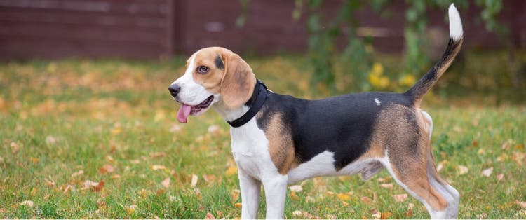 Check out our list of great names for male puppies.