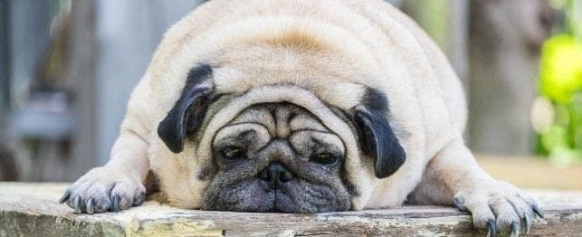 names for fat dogs