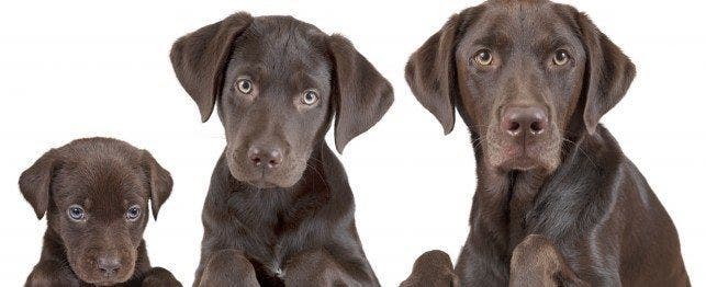 how big will my puppy get