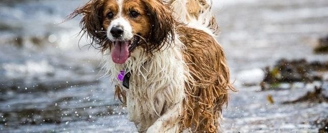 three legged dog names