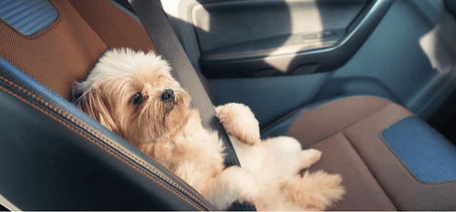 Does My Dog Need a Seat Belt? - PetPlace