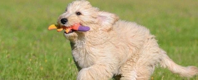 games for your dog