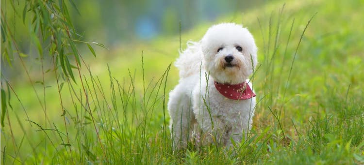 Bichons Frises are one of the best dog breeds for seniors.