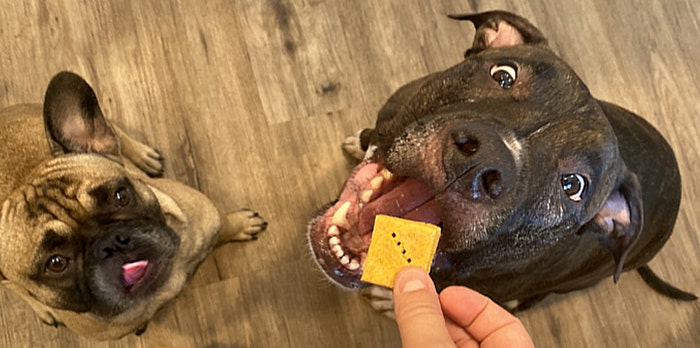 A dog looking up at a hand holding a square of cheese AI-generated content may be incorrect.