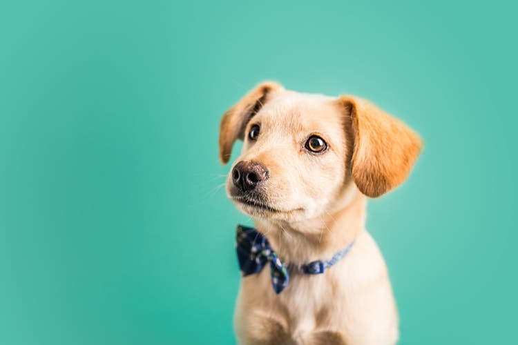 name ideas for dogs with yellow hair