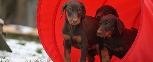 Doberman Pinscher Dog Names Cool Names for Doberman Pinscher