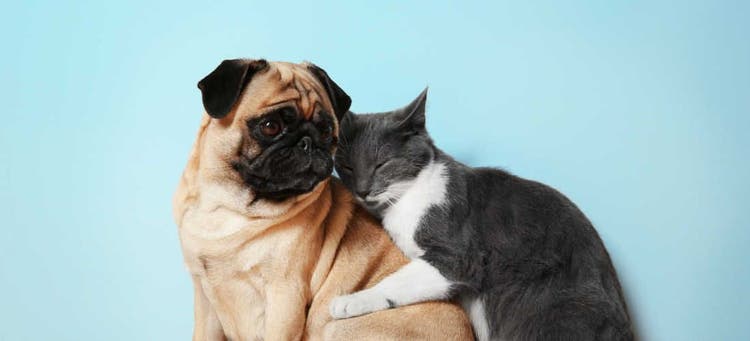 Support your local animal shelter.