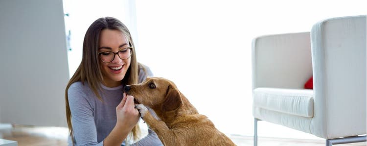 A pet parents plays with her dog.