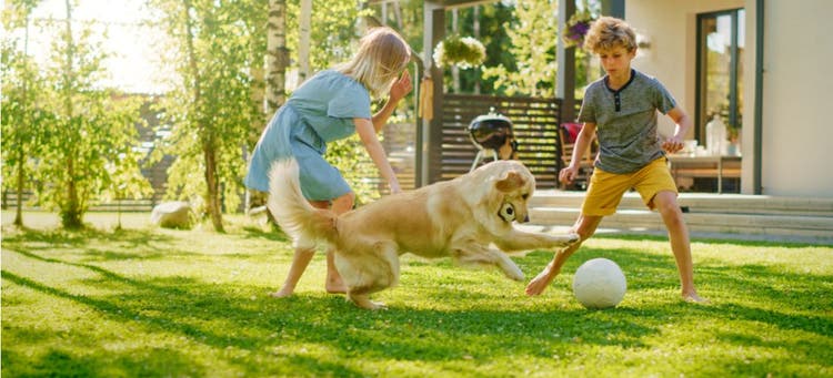 A dog playing safely in the yard with kids.