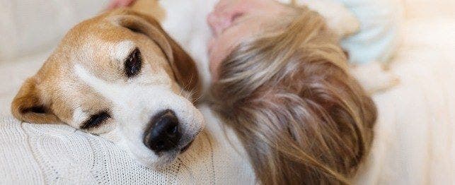 how to care for blind and deaf dogs