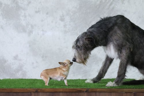 Shiba inu american kennel deals club