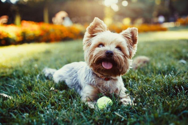 Names for small or little dogs