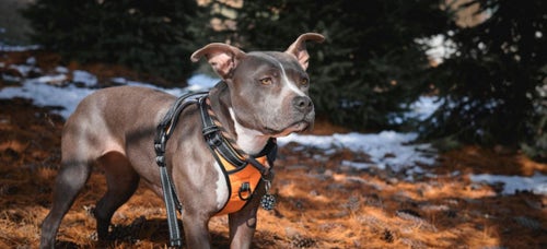 My pets america dog harness on sale