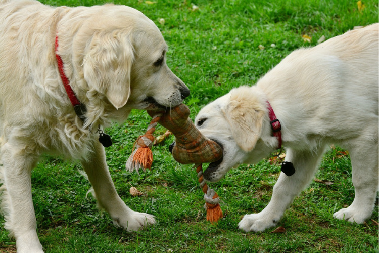 A dog biting a toy Description automatically generated