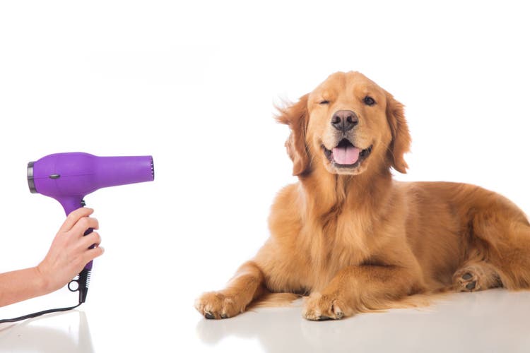fluffy dog names