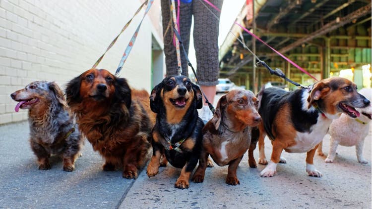 Four Dachshunds on a walk though the city.